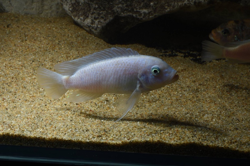 Maylandia callainos 'Chidunga Rocks'